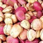 Hajj 2016 Dont bring kola nuts into our Country warns Saudi Arabia.