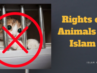 rights of animals in islam