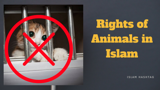 rights of animals in islam
