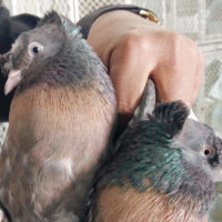 Pigeons in the Bird Market of Madina