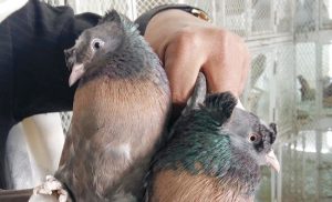 read more about the article pigeons in the bird market of madina
