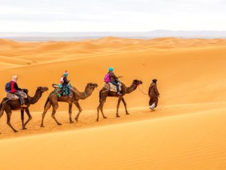 morocco camel sahara desert intrepid travel