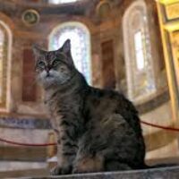 The Famous Cat of Hagia Sophia.
