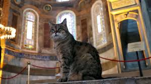 you are currently viewing the famous cat of hagia sophia.