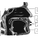 How many Makhraj are there in Tajweed