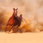 The Horses of the Prophet Muhammad ﷺ and Their Names